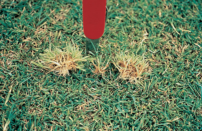 Consistent fungicide applications are key to both the prevention and control of yellow tuft on golf courses. (Photo: Syngenta)