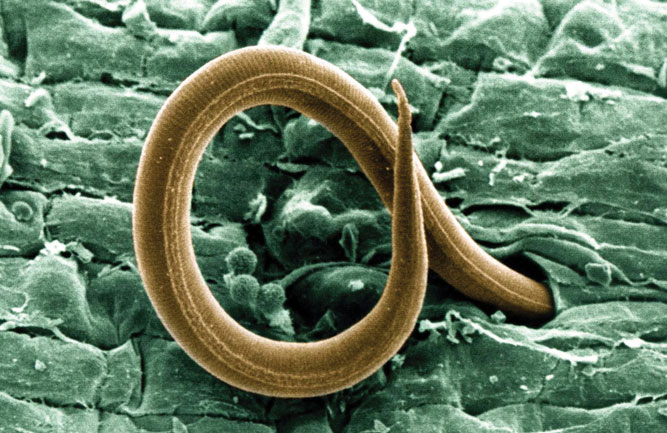 Nematodes are a concern for golf course superintendents in many parts of the U.S. and can be challenging to control. (Photo: USGA)