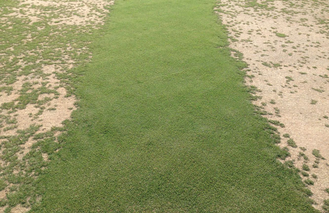 The green strip on this bermudagrass putting green was treated with fluopyram once in the fall before overseeding. In the untreated areas, there is extensive sting nematode damage. (Photo: John Rowland, Ph.D.)