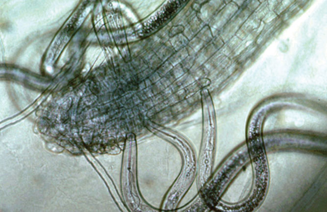 (Fig. 3) The sting nematodes in this photo are feasting on root cells. (Photo: UC Riverside)