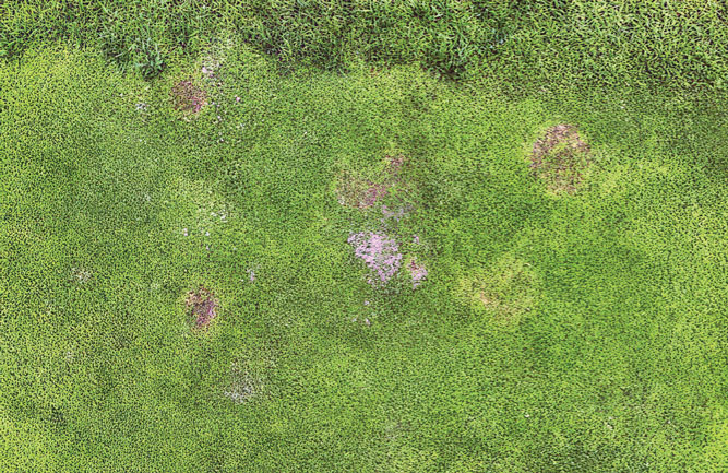 This is an example of pitting on a Poa annua putting green from stem-gall nematode damage. (Photo: John Rowland, Ph.D.)