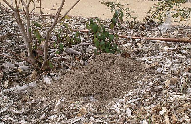 Fire ants can be a challenge as there is no surefire way to prevent them from establishing colonies on the golf course. (Photo: Wizzie Brown)