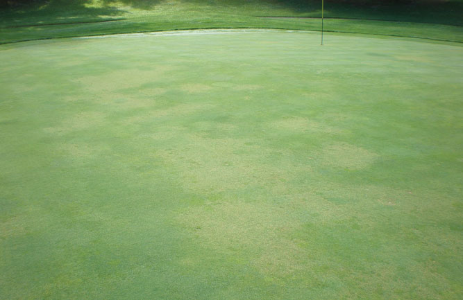 If left untreated for too long, anthracnose can lead to mass destruction of turf on areas like putting greens. (Photo: James Kerns)