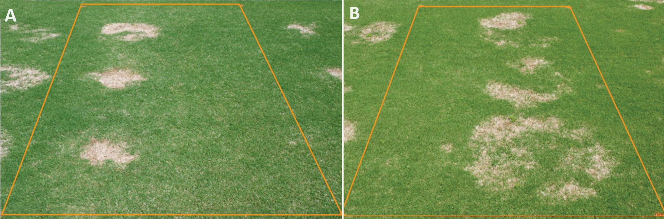 Response of spring dead spot caused by Ophiosphaerella korrae (left side of each plot) and O. herpotricha (right side of each plot) to nitrogen (N) sources as observed on May 1, 2009. Plots received (A) ammonium sulfate and (B) calcium nitrate as the sole N source in 2006, 2007 and 2008. (Photo: Lane Tredway)