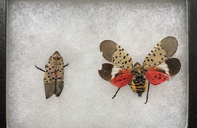 Known as “plant hoppers” the spotted lanternfly has slowly spread across the U.S. since first appearing in Pennsylvania in 2014. (Photo: University of Illinois)