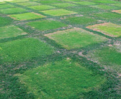 Researchers at Purdue University evaluated the irrigation requirements of six cool-season turfgrass species and ten cultivars utilizing two distinct irrigation methods: 80 percent evapotranspiration (ETo) replacement and a green cover threshold (GCT) strategy. (Photo: Jada Powlen)