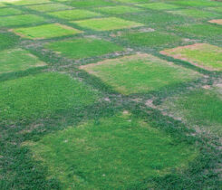 Researchers at Purdue University evaluated the irrigation requirements of six cool-season turfgrass species and ten cultivars utilizing two distinct irrigation methods: 80 percent evapotranspiration (ETo) replacement and a green cover threshold (GCT) strategy. (Photo: Jada Powlen)