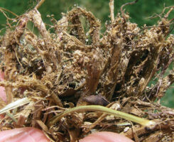 Billbug damage can be mistaken for spring dead spot, making it important to get up close and personal with your turf. (Photo: Doug RIchman)