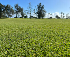 (Photo: Atlas Turf)
