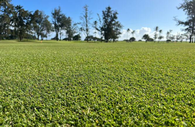 (Photo: Atlas Turf)