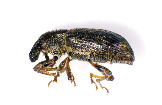 Turf Pest of the Month: Get to know ABW | Golfdom