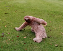 Best Photograph Winner: La Iguana Golf Course, Puntarenas, Costa Rica – Three-toed sloth (Photo by Yaudicio Araya)