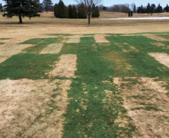 As weather climates continue to change, superintendents must be ready for snow mold’s unpredictability. (Photo: Paul Koch)