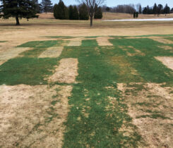 As weather climates continue to change, superintendents must be ready for snow mold’s unpredictability. (Photo: Paul Koch)