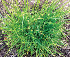 Combined with its ability to grow low to the ground, kyllinga's multiple ways of spreading make it a pesky weed for golf course superintendents. (Photo: Peter Landschoot, Ph.D.)