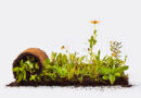 Photo: Meadow Lab