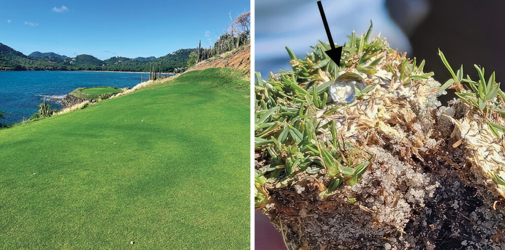 I made sure there were a couple of fairy rings for Fidanza — “Lord of the (Fairy) Rings.” The active type II fairy ring site has fungal mycelium near the surface, and the water droplet just sitting there is an indication of soil water repellency. Drying down the soil can trigger fairy ring activity. Excalibur soil surfactant is now being used to help maintain consistent and uniform soil moisture. (Photos: Damon Di Giorgio)