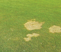 Booth's treatment options below should be followed by 1/8 inch of irrigation. (Photo: courtesy: USGA Green Section)