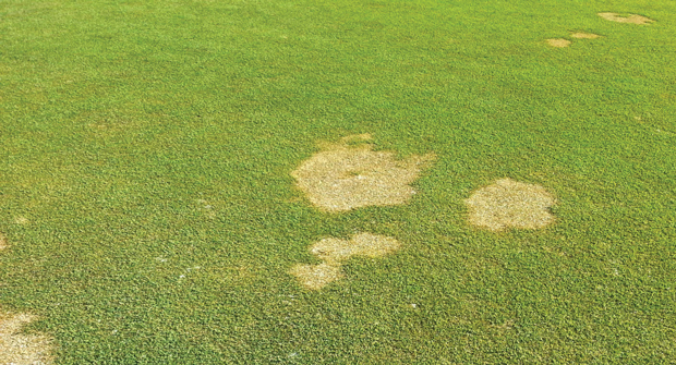 Booth's treatment options below should be followed by 1/8 inch of irrigation. (Photo: courtesy: USGA Green Section)