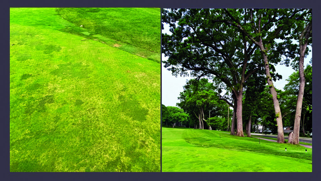 Figure 4. The most severe winter injury on this green in Wisconsin was localized to the front left corner (see left photo). But when you zoom out, it’s not hard to see the impact the tree is having on plant health. (Photo courtesy of: Paul Koch)