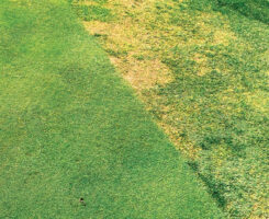 The cause of these collar troubles was a mystery, until it was properly identified as ABW damage. (Photo courtesy of: Quali-Pro)