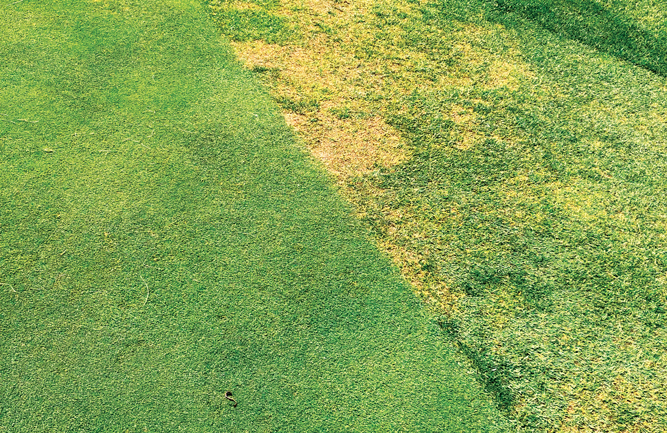 The cause of these collar troubles was a mystery, until it was properly identified as ABW damage. (Photo courtesy of: Quali-Pro)