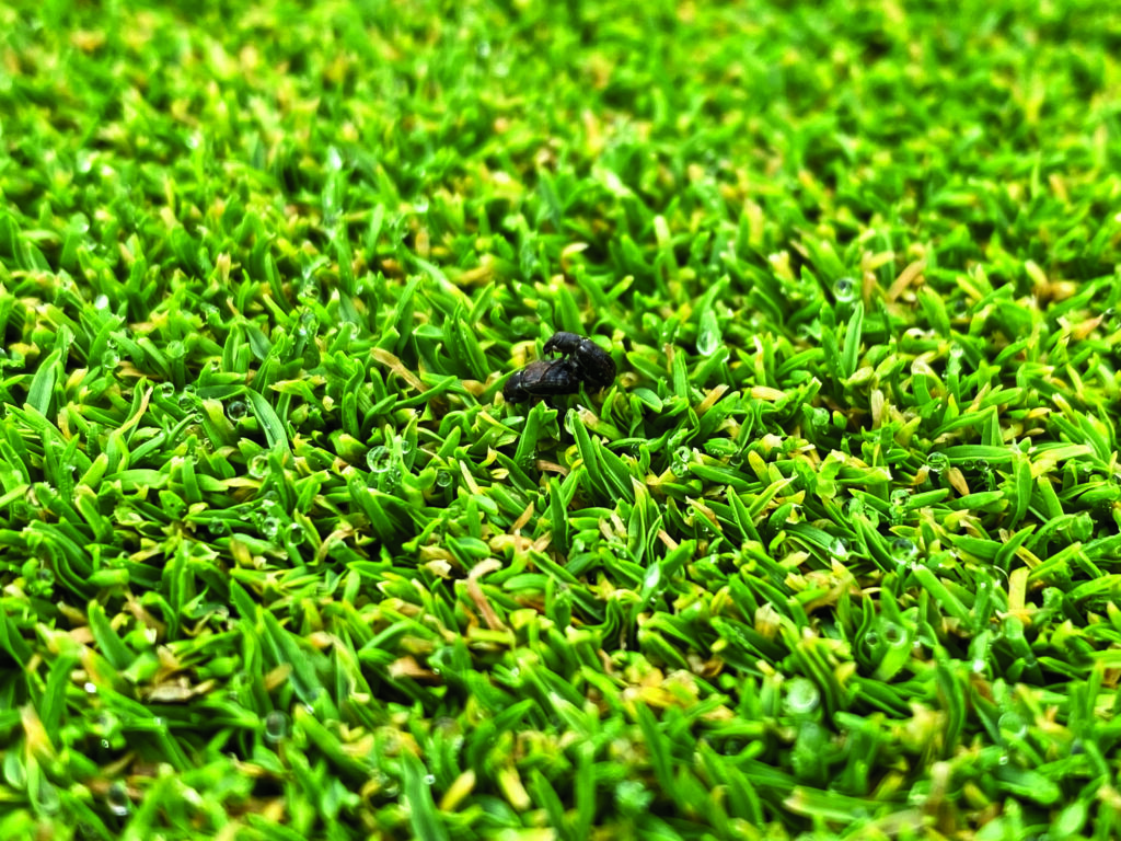 Photo:Spotting ABW requires a careful look at your turf and pest activity. (Photo courtesy of: Quali-Pro)