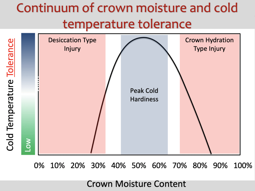 Figure 2. Crown moisture content related to both winter desiccation injury. Too much moisture can lead to crown hydration injury, too little can lead to desiccation injury. (Photo: Figure provided by: Bill Kreuser)