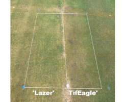 Lazer (left) and TifEagle (right) under 40-percent shade, mowed at 0.100 inches and without PGR. Note the thinning and reduced quality of TifEagle compared to Lazer. (University of Arkansas, 8/31/2020) (Photo by: Wendell Hutchens)