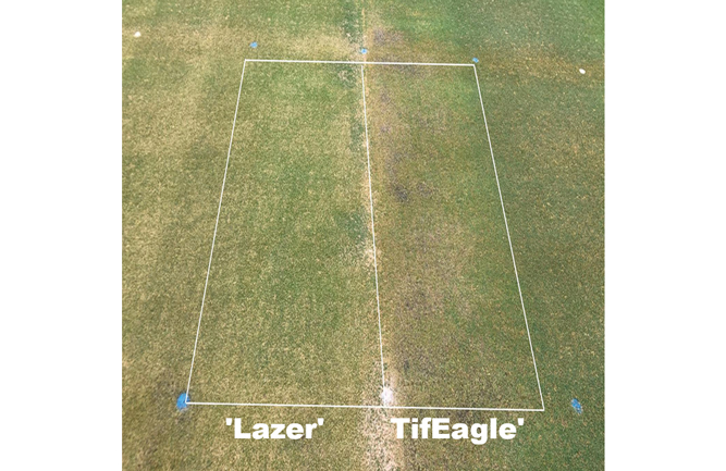 Lazer (left) and TifEagle (right) under 40-percent shade, mowed at 0.100 inches and without PGR. Note the thinning and reduced quality of TifEagle compared to Lazer. (University of Arkansas, 8/31/2020) (Photo by: Wendell Hutchens)