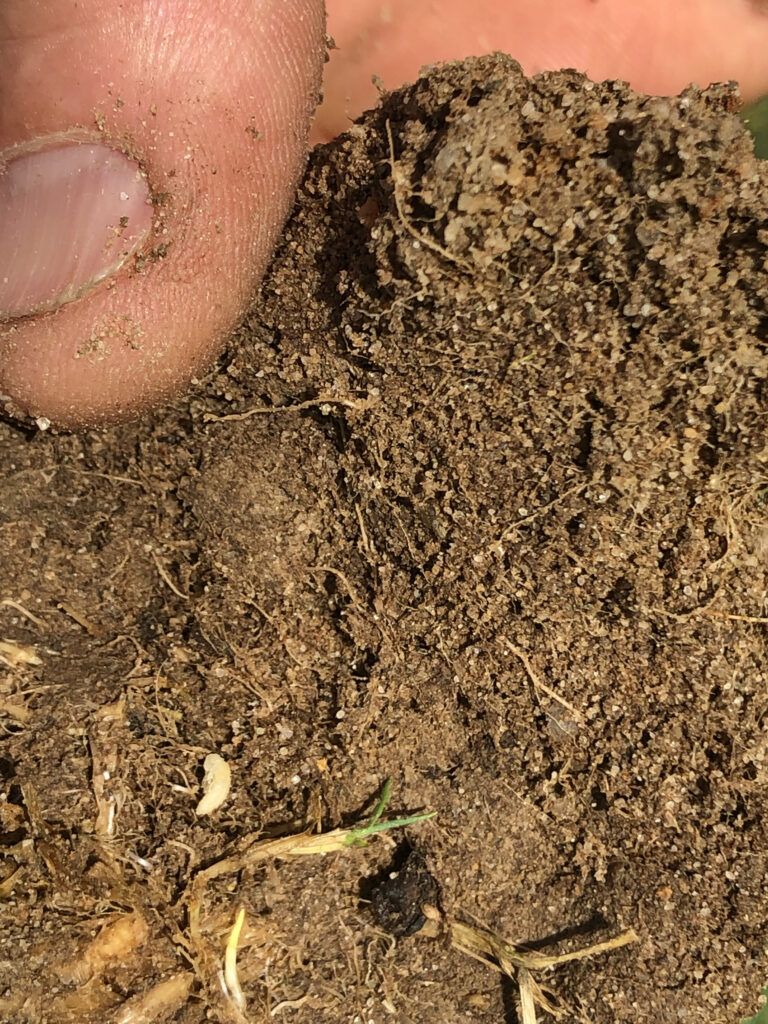 Spotting ABW requires a careful look at your turf and pest activity. (Photo courtesy of: Quali-Pro)