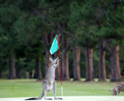 Photo: Andrea Geiss/ iStock / Getty Images Plus/ Getty Images