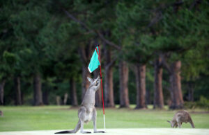 Photo: Andrea Geiss/ iStock / Getty Images Plus/ Getty Images