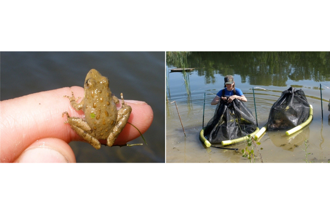Introducing herbivorous grass carp or predatory bluegill sunfish into ponds poses a threat to the survival of many smaller amphibians. Bullfrogs, which overwinter in ponds, also reduce the populations of smaller amphibians. Cricket frogs reared in enclosures on golf course ponds performed similarly to natural reference ponds. (Photo: Michelle Boone and Holly Puglis)