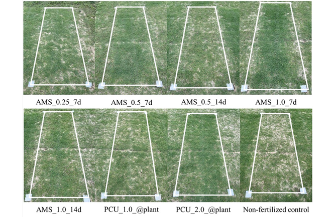 A two-year field study was conducted to determine the optimal nitrogen (N) establishment program for a seeded bermudagrass cultivar on native soil, using ammonium sulfate (AMS) and polymer-coated urea (PCU) sources with varying application rates and frequencies. (Photo by: Cale Bigelow)