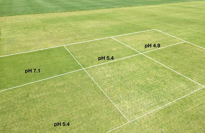 Visible differences in annual bluegrass turfgrass color on Sept. 4, 2024, for Project 2. Selected plots are labeled with the mat layer pH according to the June 2024 sampling. (Photo by: Rutgers University)
