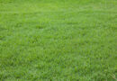 Bermudagrass (Photo: JPratt/ iStock / Getty Images Plus/ Getty Images)