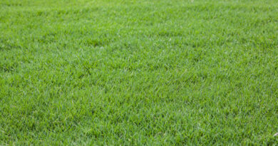Bermudagrass (Photo: JPratt/ iStock / Getty Images Plus/ Getty Images)