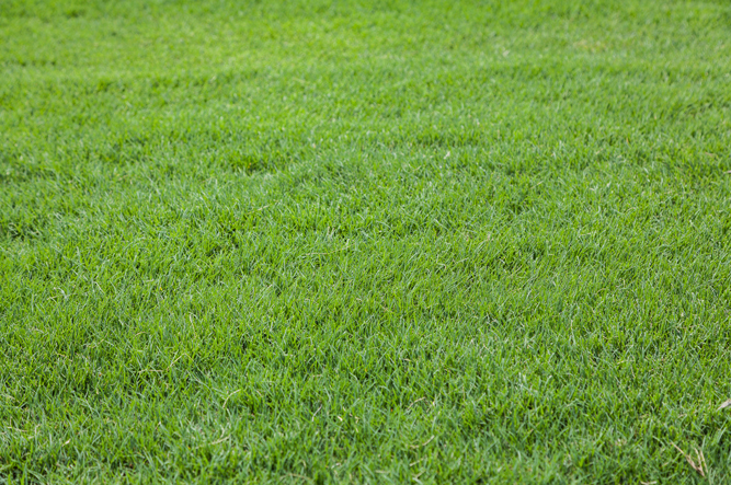 Bermudagrass (Photo: JPratt/ iStock / Getty Images Plus/ Getty Images)