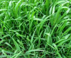 Photo:ioanna_alexa/ iStock / Getty Images Plus/ Getty Images