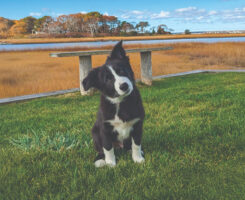 Photo: LebanonTurf, GCSAA