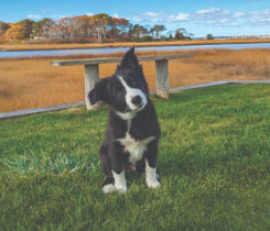 Photo: LebanonTurf, GCSAA