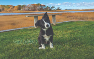 Photo: LebanonTurf, GCSAA