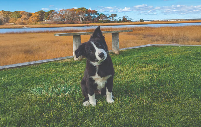 Photo: LebanonTurf, GCSAA