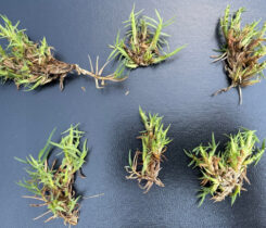 Bermudagrass mite damage. (Photo: Syngenta)