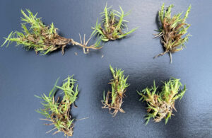 Bermudagrass mite damage. (Photo: Syngenta)