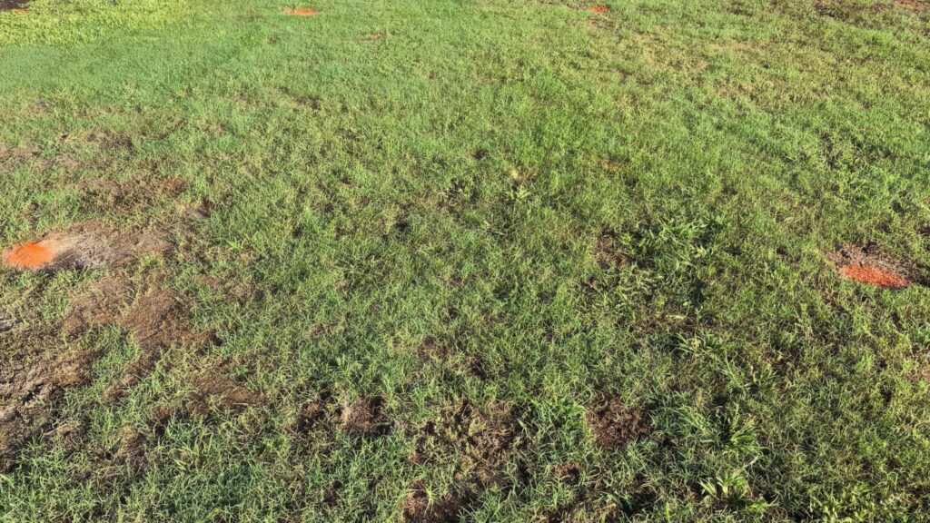 Plot treated with Atexzo. (Photo: Syngenta)