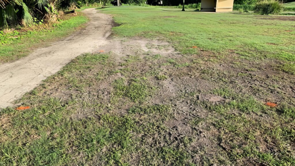 Untreated plot with mole cricket damage. (Photo: Syngenta)