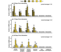 Average (±standard error) annual bluegrass weevil larval instar (L1–5) distribution at 10, 17 and 24 days post infestation (DPI) from annual bluegrass, creeping bentgrass, perennial ryegrass, zoysiagrass and hybrid bermudagrass in no-choice bioassays. Columns with the same uppercase letter denote no significant difference in larval recovery between instars (L1–5) within turfgrass species/cultivars. Columns with the same lowercase letter denote no significant differences within recovered larvae by instar (L1–5) between turfgrass species/cultivars at α = 0.05.