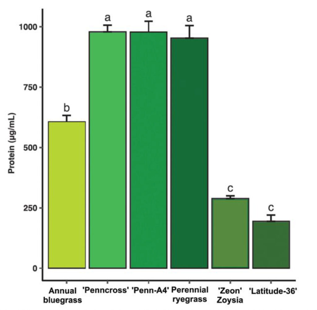 Protein content (μg/mL) of annual bluegrass, bentgrass, perennial ryegrass, zoysiagrass and hybrid bermudagrass. Columns with the same lowercase letter denote no significant differences in protein content between turfgrass species/cultivars at α =0.05.